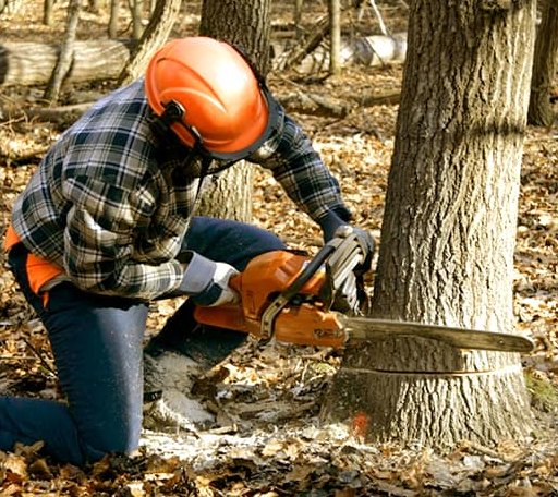 Tree Removal in Brasstown, NC
